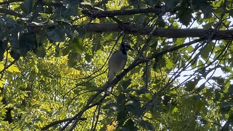 Fledgling Blue Jay wanted some peanuts