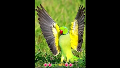 Beautiful bird