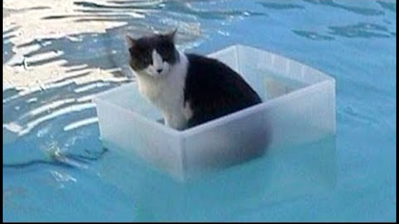 CATS will make you laugh With Animals Lover