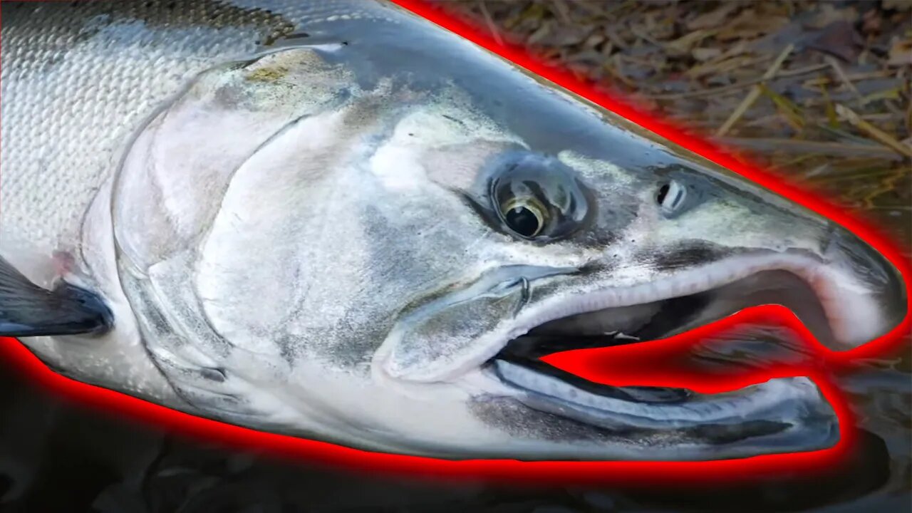 Winter COHO Fishing - TWITCHING Jigs BEATDOWN!