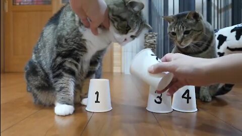 Super Smart Cats Play (And Win) The Shuffle Game