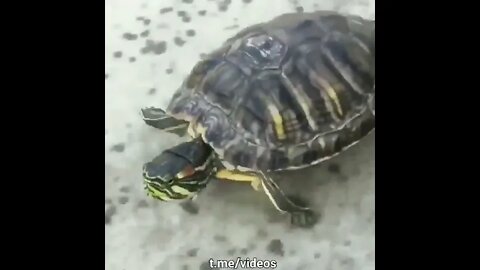 amazing #animal #tiktok #enjoy #funny