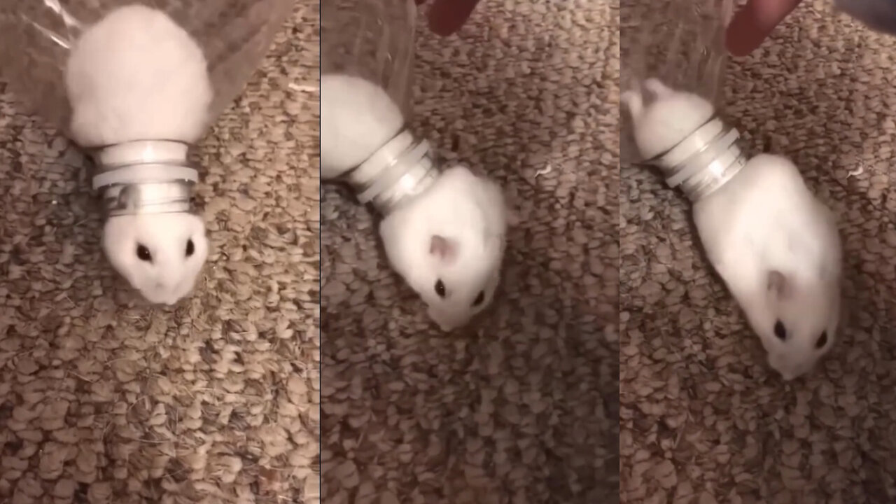 A cute mouse stuck