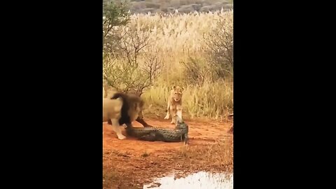 Loin attack on crocodile 😱💯🔥👈 #shorts #crocodile #viral