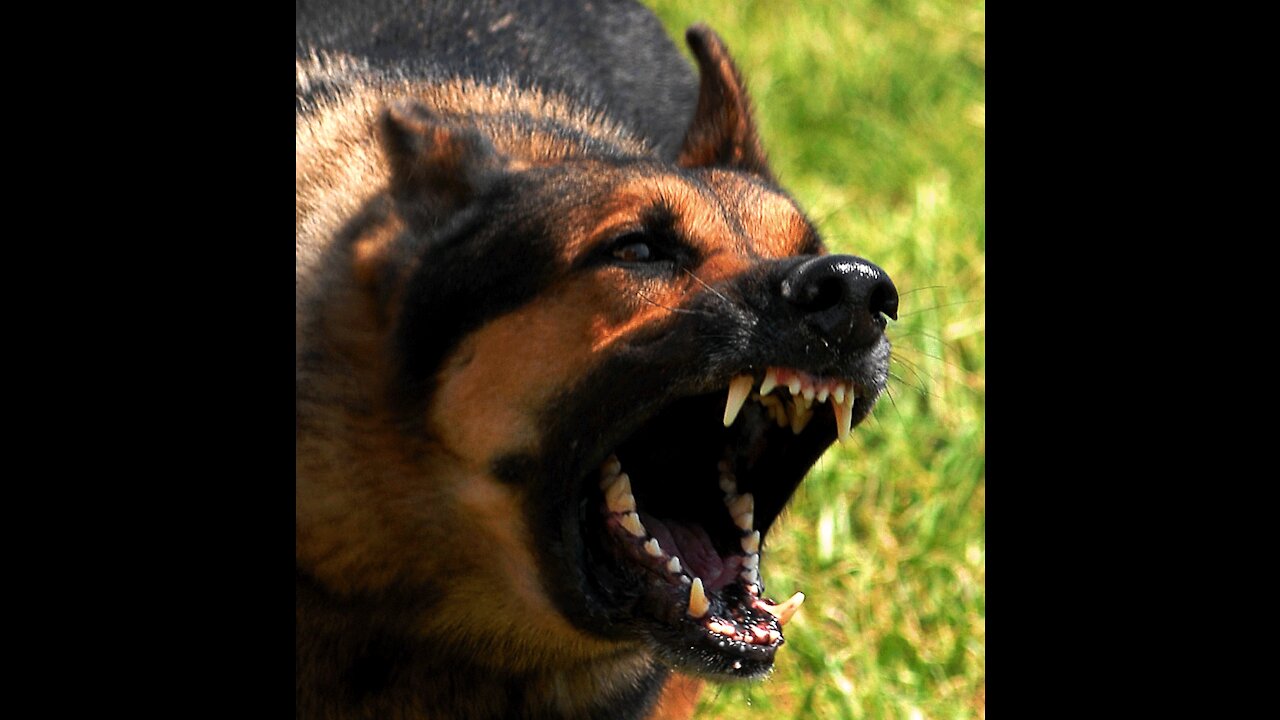How to make Dog become fully aggressive with simple tips. ❤️