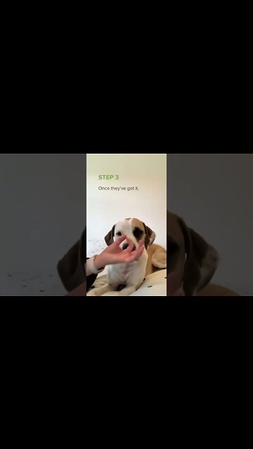 How training your dog.