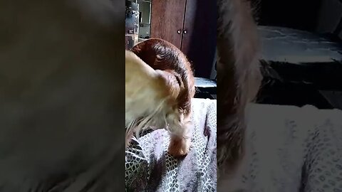 #dogshow , #animals , #dogs , #shorts