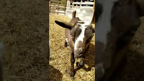 #goats #goatkids #babygoats #homesteading #homesteadlife #farm #farmlife #farmanimals #cuteanimals