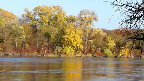 Morning Bird Songs and River Sounds for the Best Start of the Day - Morning River