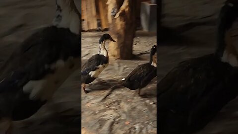 Time to train🏃‍♂️🦆