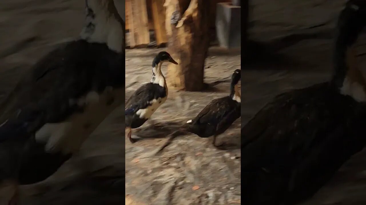 Time to train🏃♂️🦆