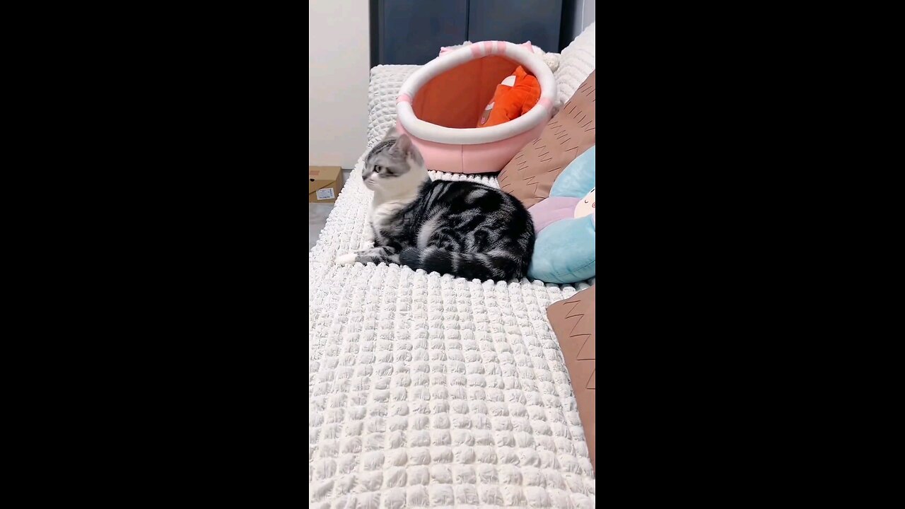 Funny Cat Reactions