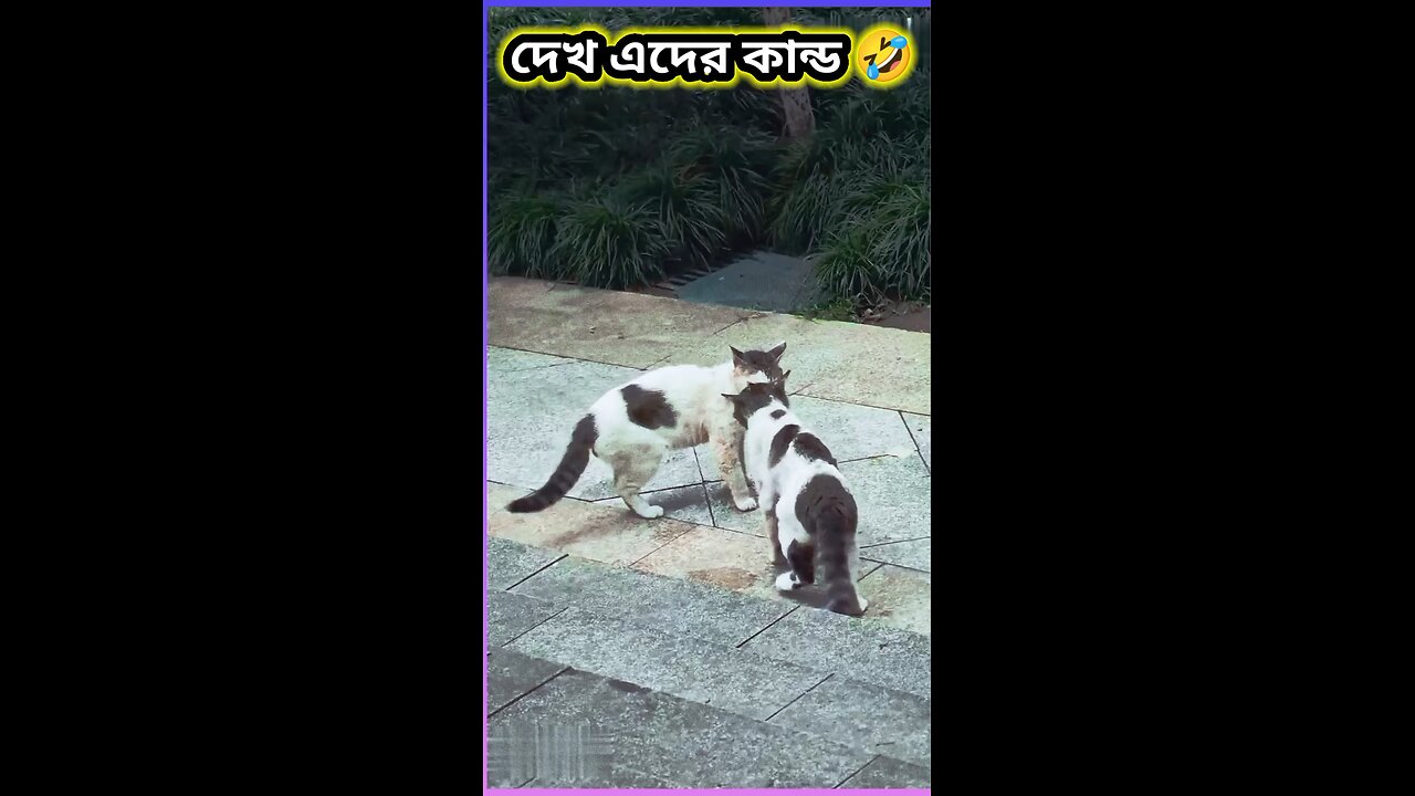 এদের কান্ড দেখুন #tiktok #song #ytshorts #viral #babytoy #baby #orange #বিড়াল #কমেডি #funny