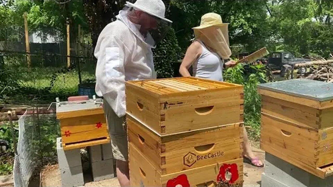 A WALK AWAY SPLIT FOR BEGINNER BEE KEEPERS !