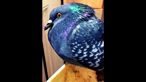 Голубь замёрз и сидит в магазине греется 🕊❄ #shorts