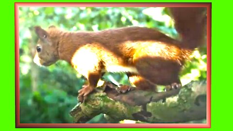 Eurasian red squirrel