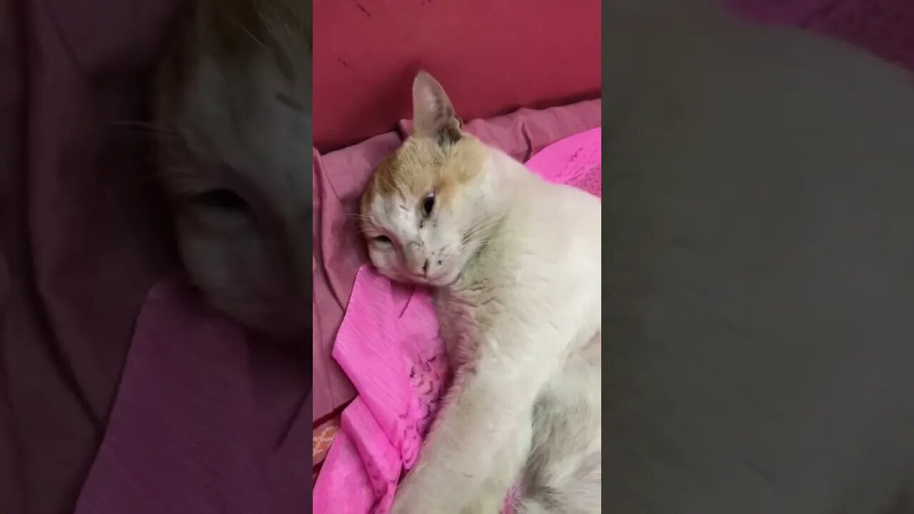 good morning cat 😁#catlover #cat