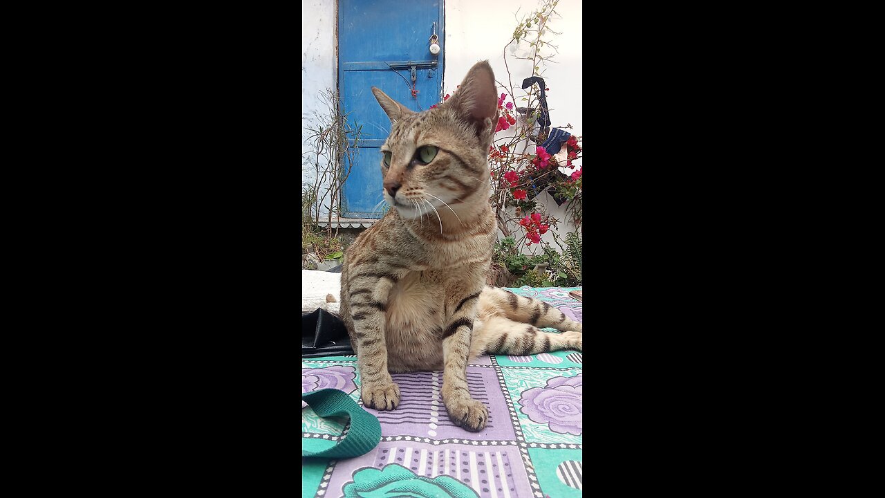 Cat book reading 😸