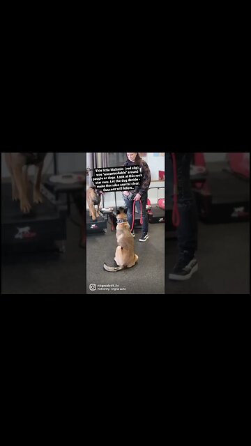 Reactive Malinois Coming Around