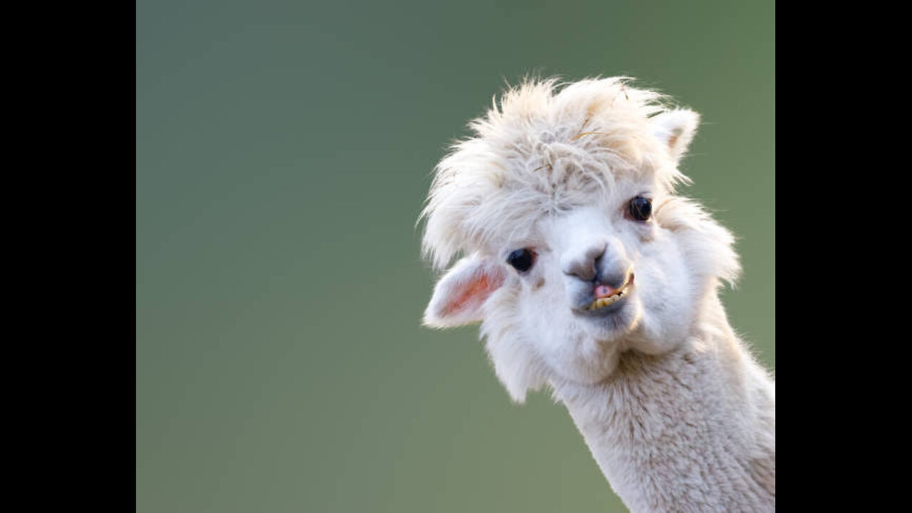 FUNNY ANIMAL