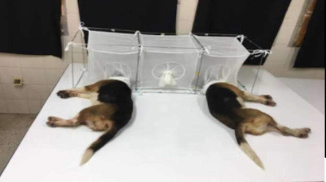 Fauci evil Experiments: Make insects eat dogs heads alive. This is what evil does!
