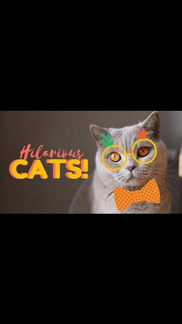 Cute Cat funny video