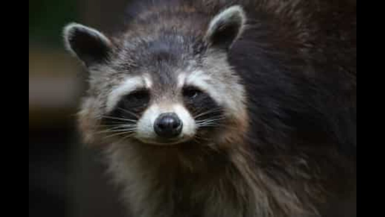 Raccoon loves chasing laser!