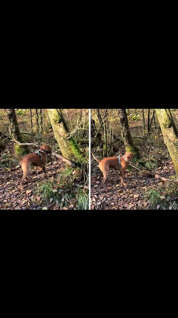 Dog carrying massive stick crashes between two trees