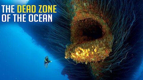 Who Lives In The Dead Zone Of The Ocean?