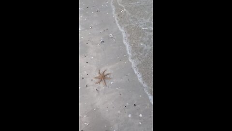 Starfish Queen finds another one