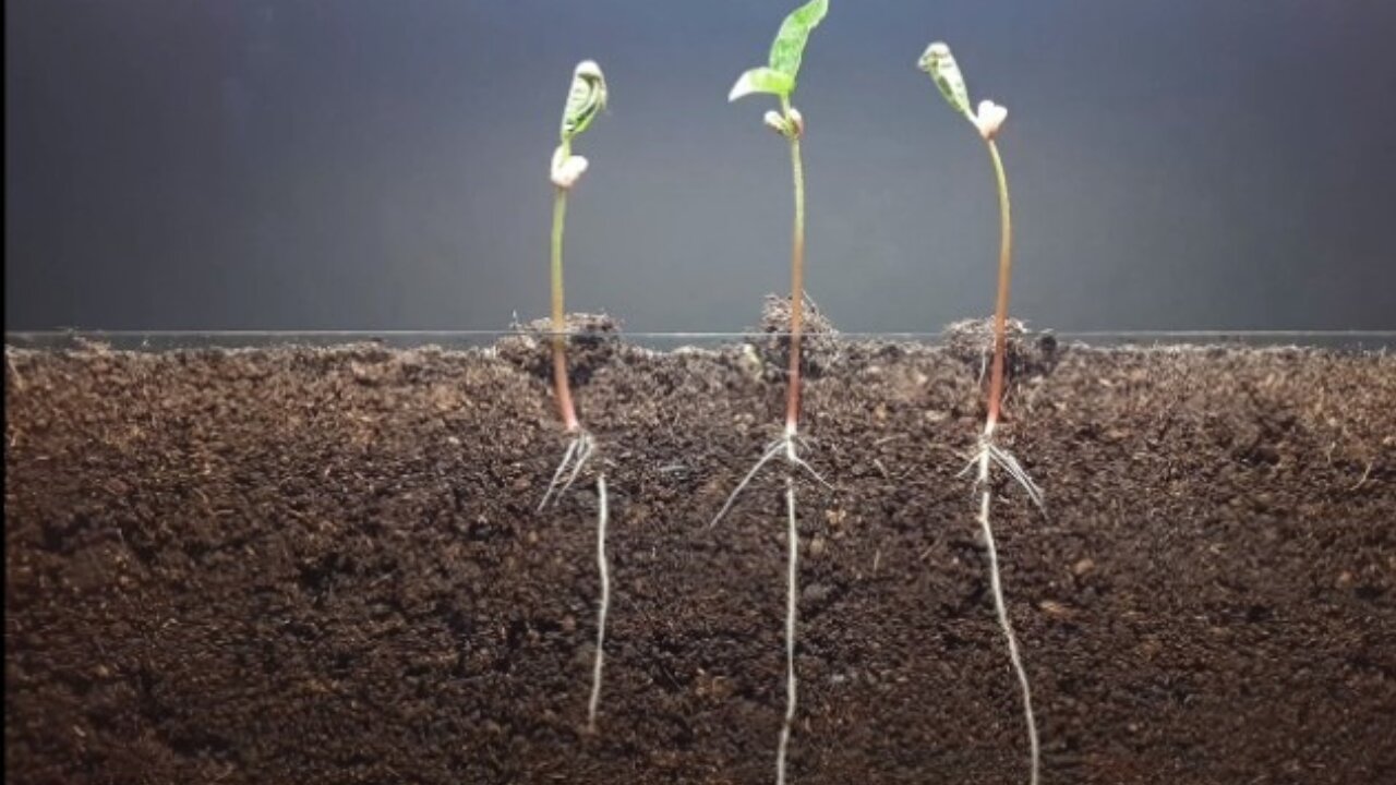 Time Lapse video | mung bean and corn time lapse - Plant time lapse series | time Lapse Studio