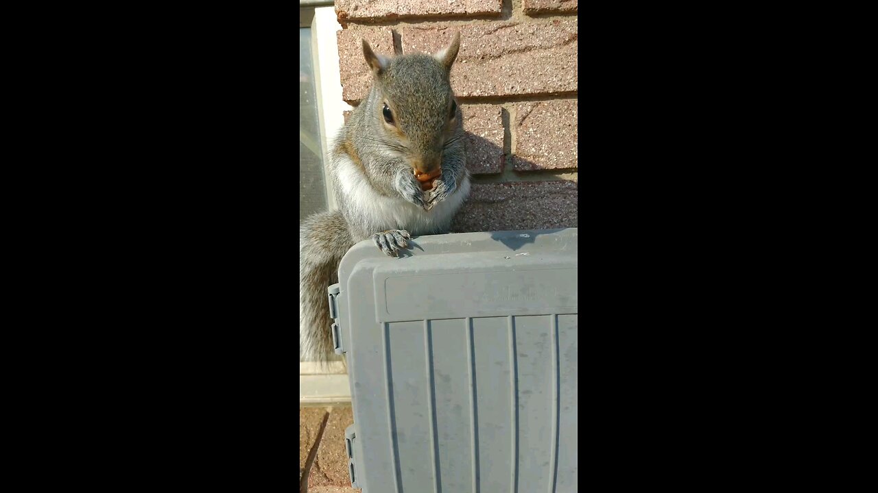 Mika The Cute Squirrel 🐿️😍❤️.