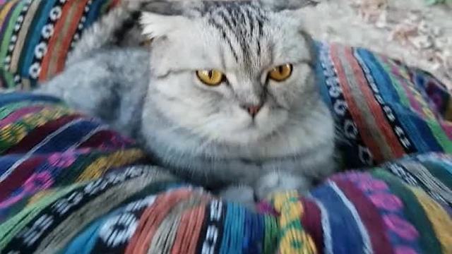 Man makes homemade hammock for his cat