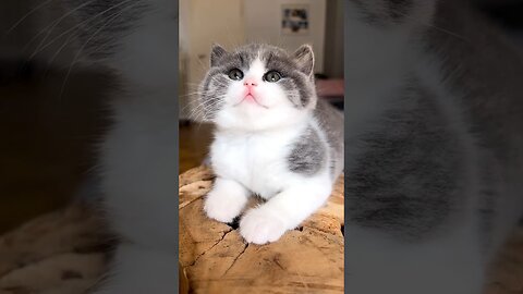 Learn more about cats!