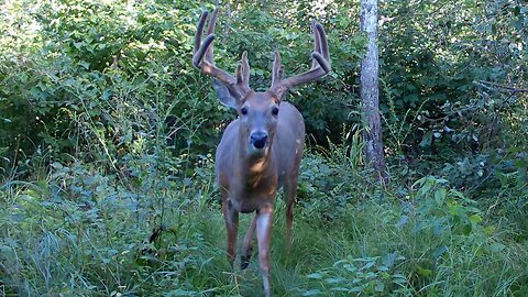 Bucks and Fawns