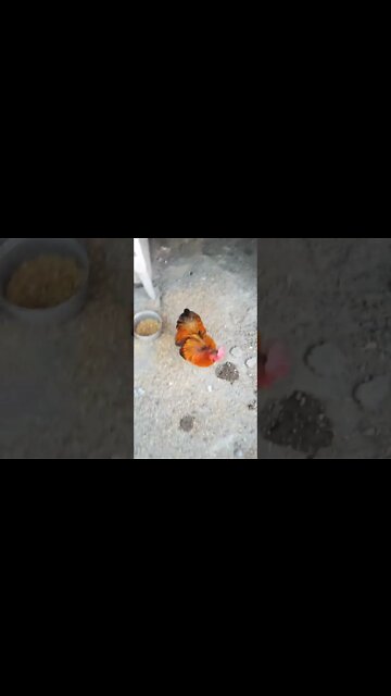 Good morning Rusty and Rhiannon