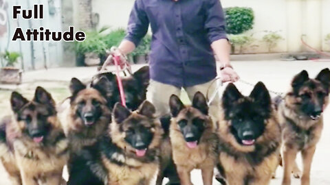 Germon Shephord dogs in full Attitude