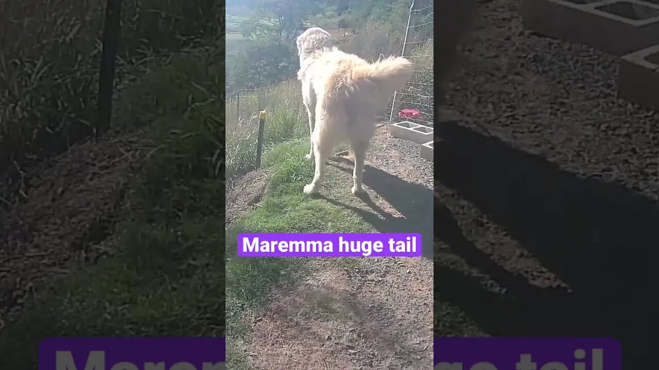 Stella the maremma