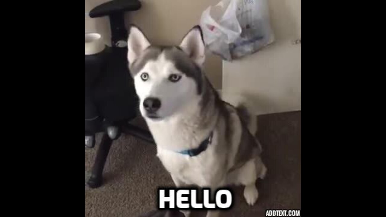 First Time ever Husky trying to say HELLO!