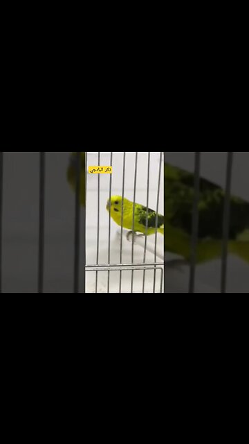 ذكر طائر البادجي نورمال كيوت