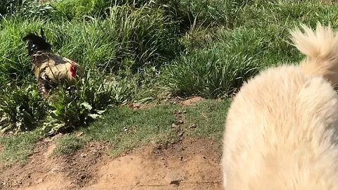 Young maremma and her chickens