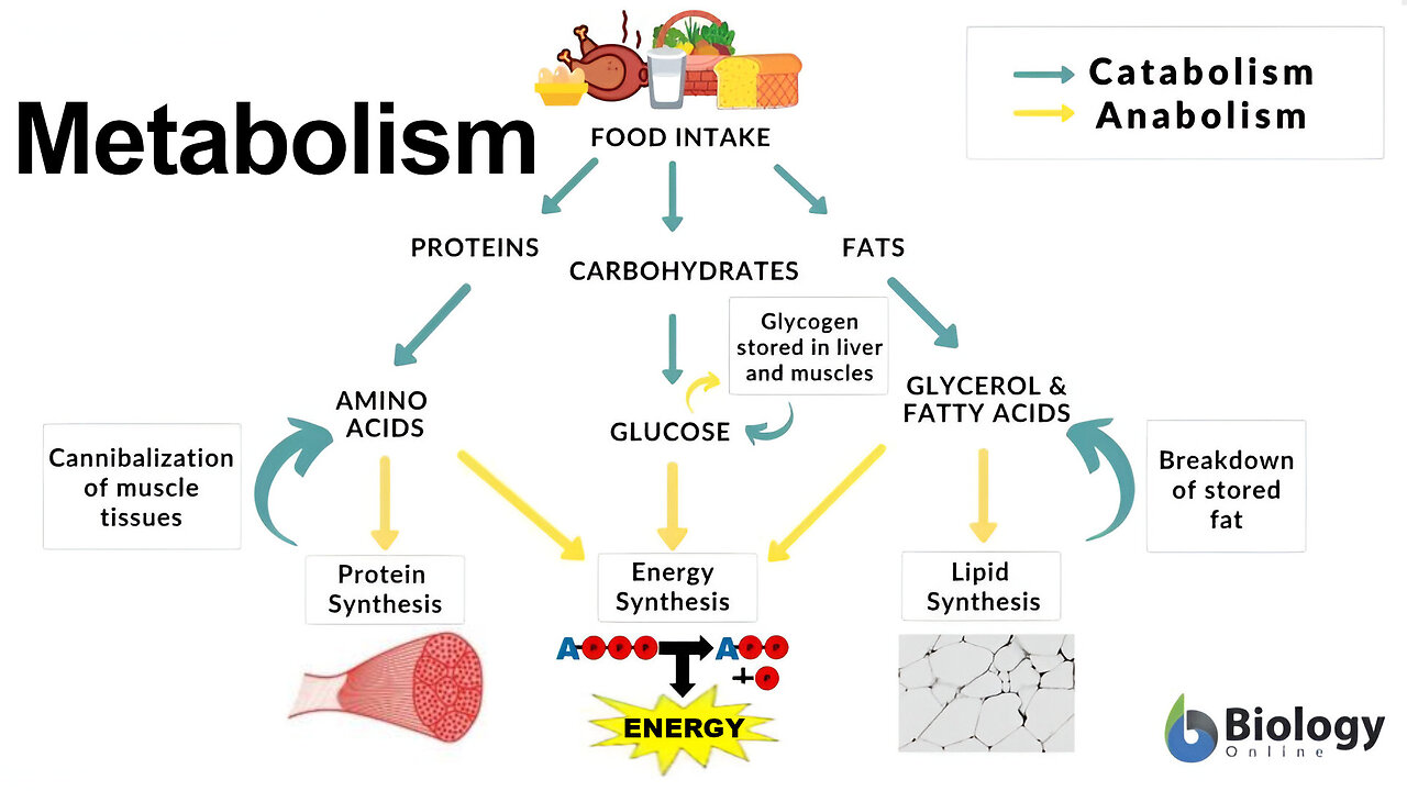 Metabolism: Thermodynamics, Redox (Reduction-Oxidation) Reactions, Fermentation