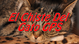 El Chiste Del Gato GPS