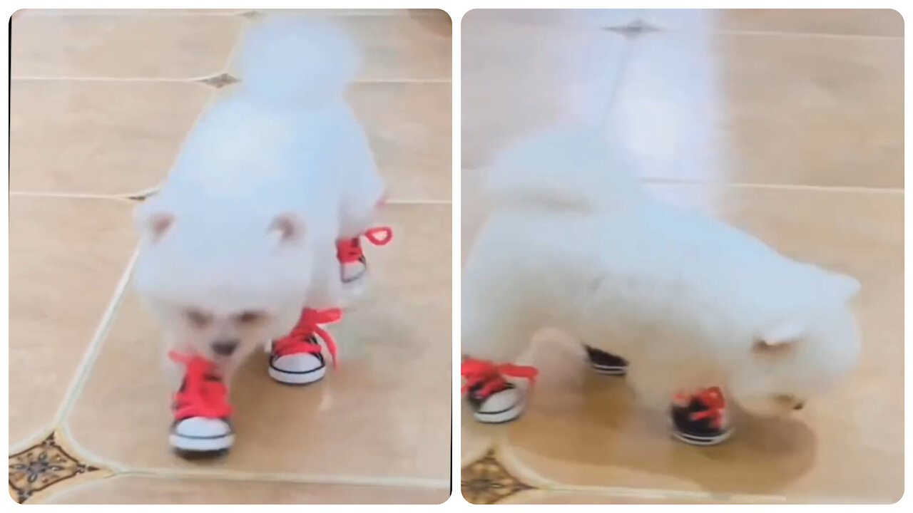 Adorable cute dog walking with shoes. It looks beautiful