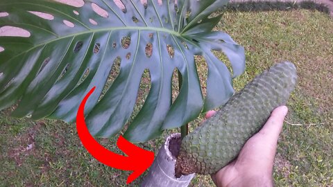 SWISS CHEESE PLANT