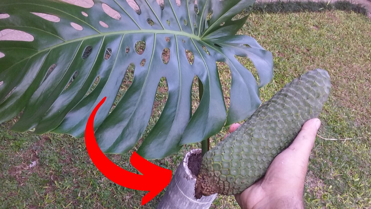 SWISS CHEESE PLANT