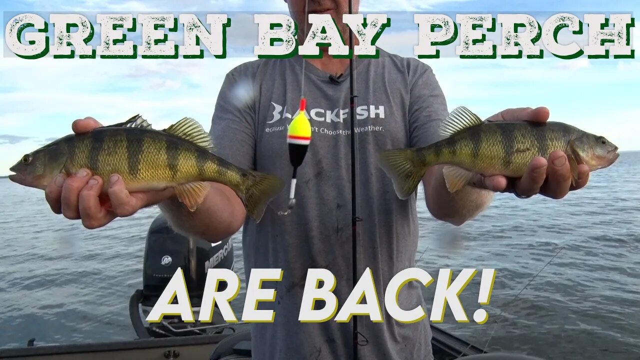 Perch Are Back on Green Bay!