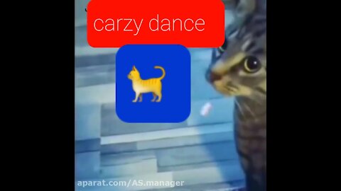 Cat dancing like crazy don't miss it