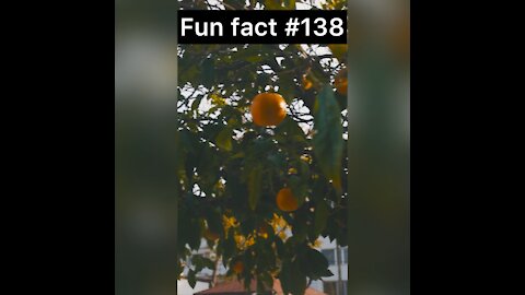 Oranges can do what?