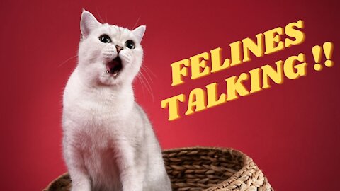 FELINES TALKING !!